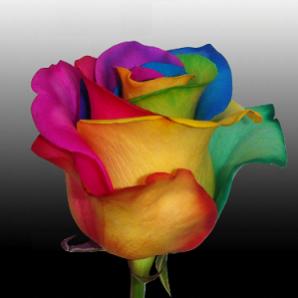 RoseBudd78's Avatar